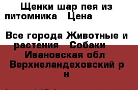 Щенки шар-пея из питомника › Цена ­ 15 000 - Все города Животные и растения » Собаки   . Ивановская обл.,Верхнеландеховский р-н